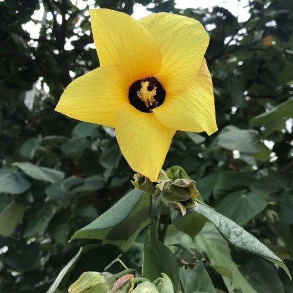 Hibiscus tiliaceus Kvet