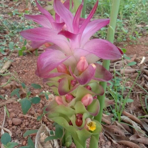 Curcuma aromatica 花