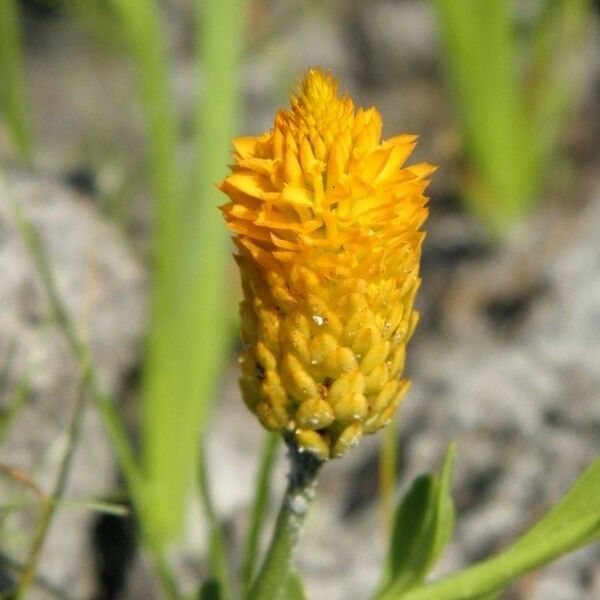 Polygala lutea Flower