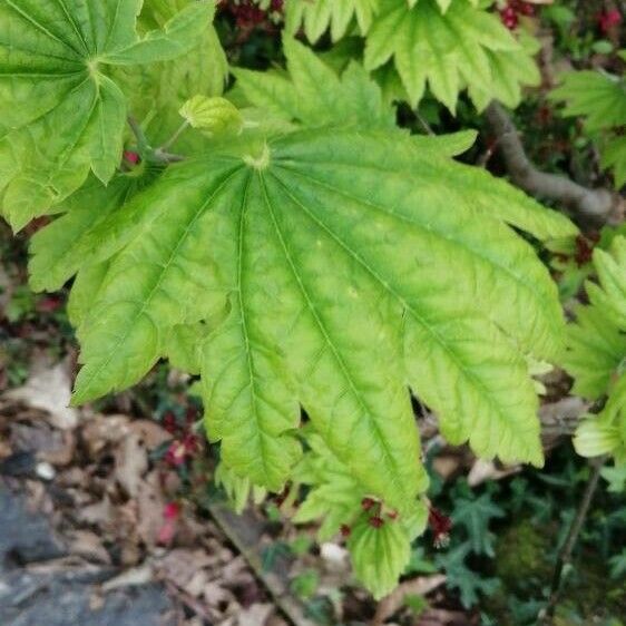 Acer circinatum পাতা