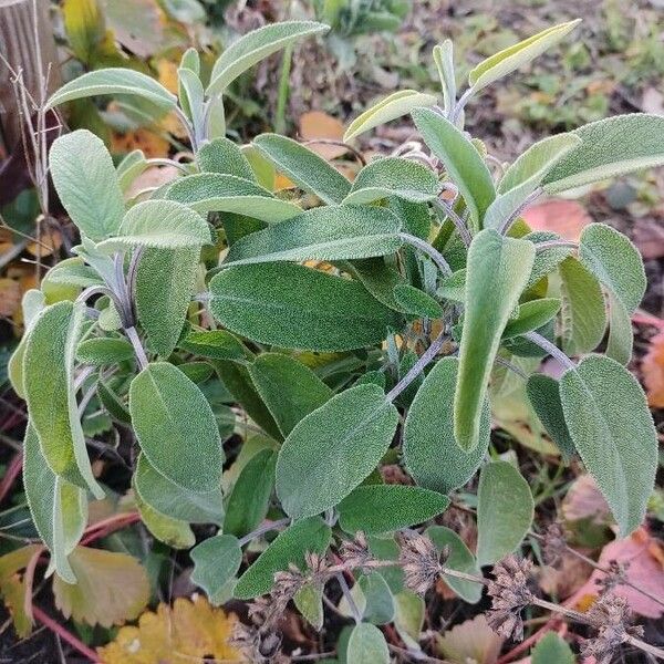 Salvia officinalis Hostoa