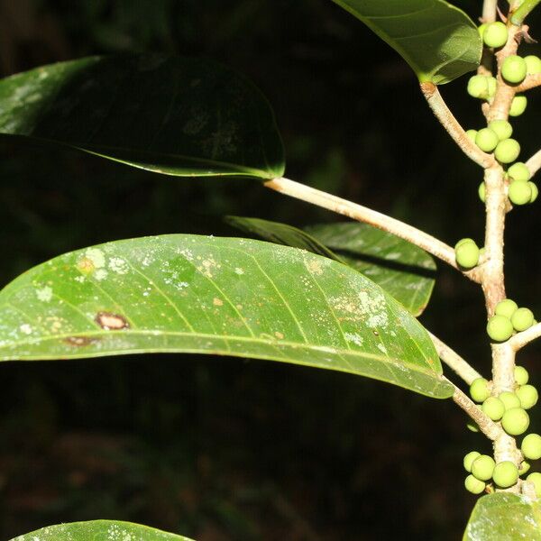 Ficus citrifolia Лист