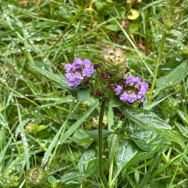 Prunella vulgaris 形態