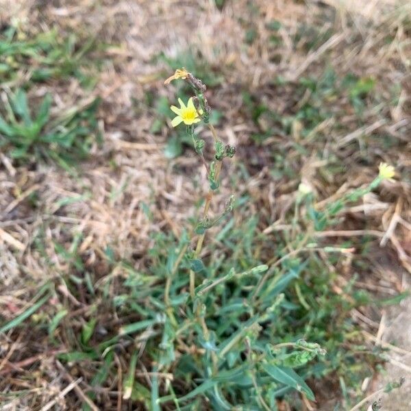 Lactuca saligna Blomst