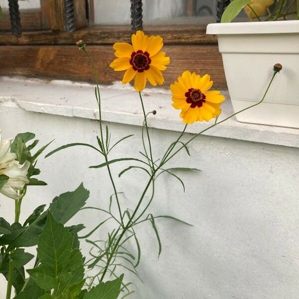 Coreopsis tinctoria Flor