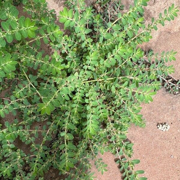 Euphorbia prostrata Yaprak