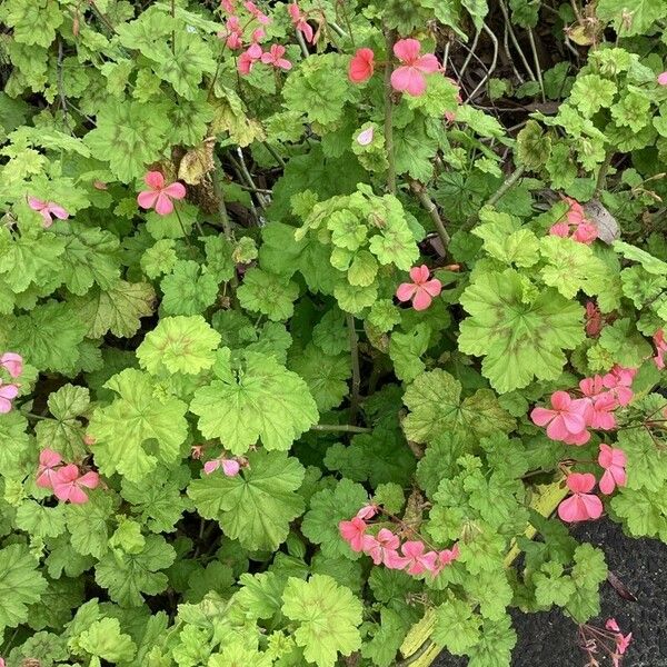 Pelargonium zonale Cvet