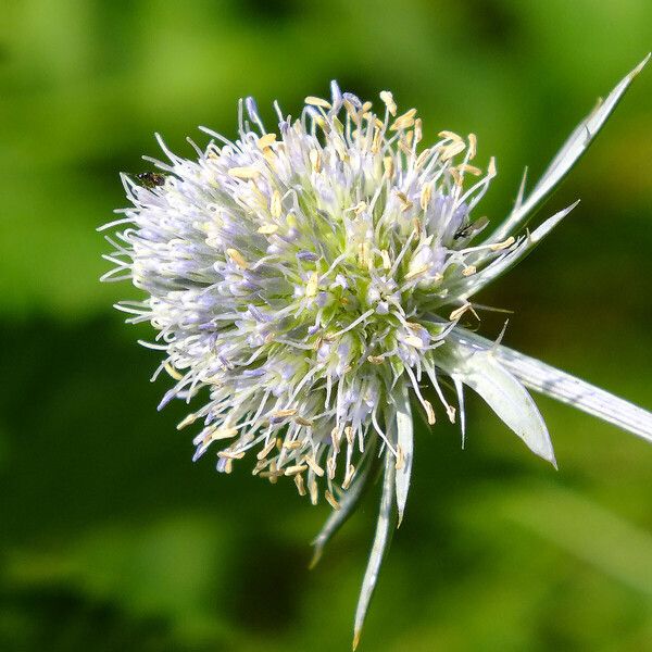 Eryngium planum Blomst