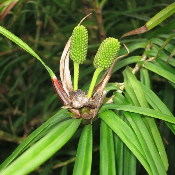 Freycinetia cumingiana Egyéb