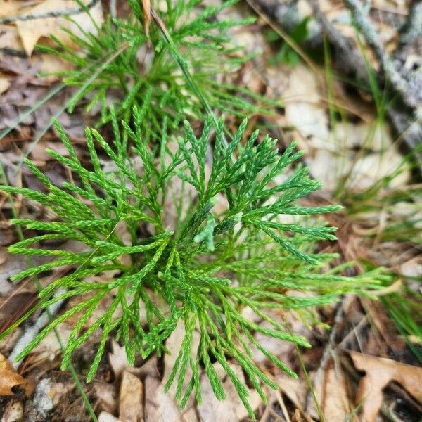 Lycopodium complanatum Hostoa