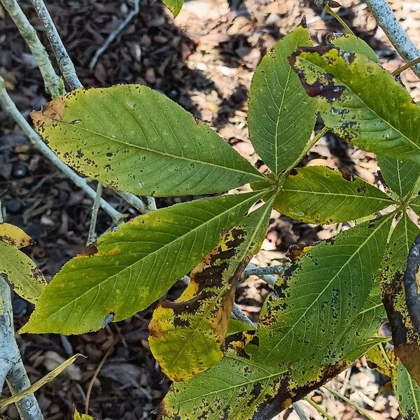 Aesculus × bushii Leaf