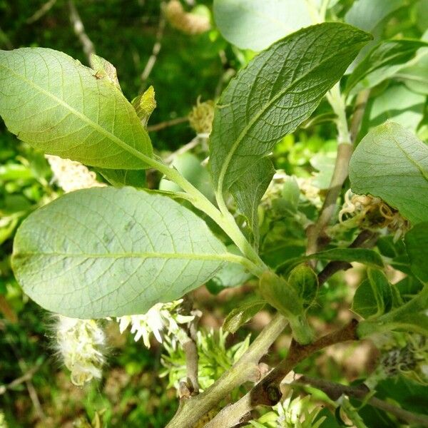 Salix caprea List