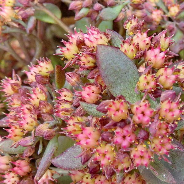 Hylotelephium sieboldii Blüte