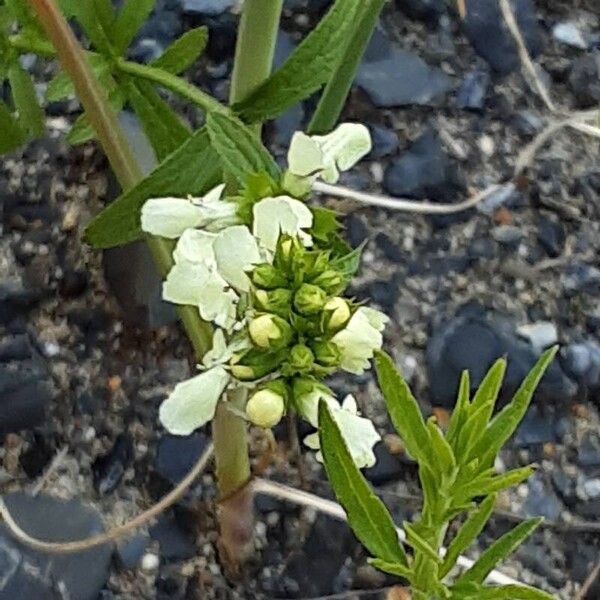 Stachys recta 花