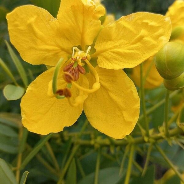 Cassia fistula Flower