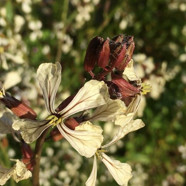 Eruca sativa Flower