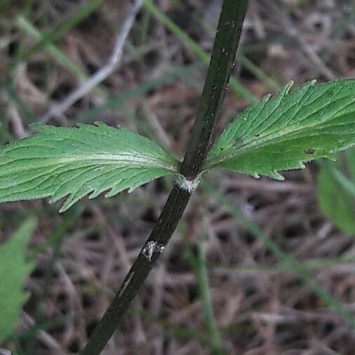 Valeriana officinalis List