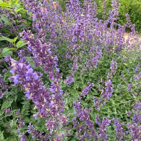 Nepeta racemosa Кветка