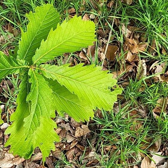 Quercus mongolica Liść