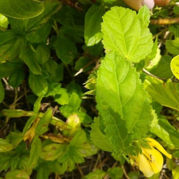 Pavonia spinifex Leaf