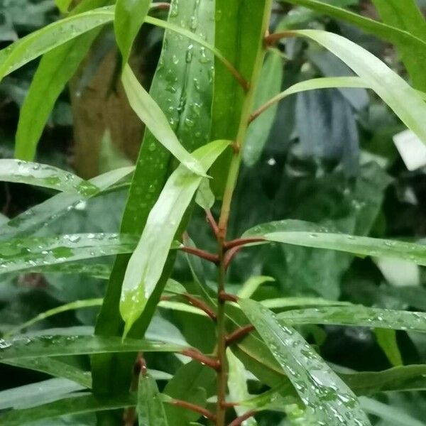 Brexia madagascariensis 整株植物