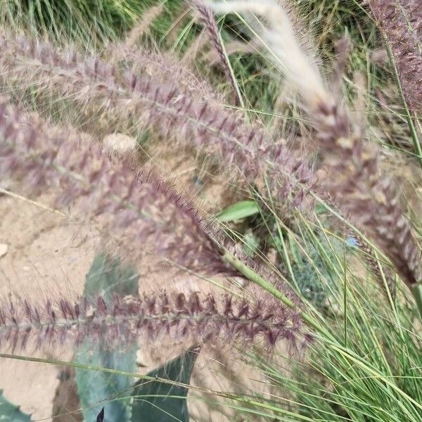 Cenchrus setaceus Flower