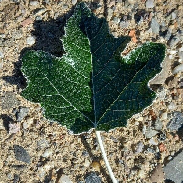 Populus alba Лист