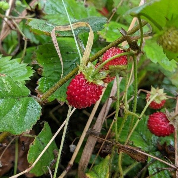 Fragaria vesca Плод