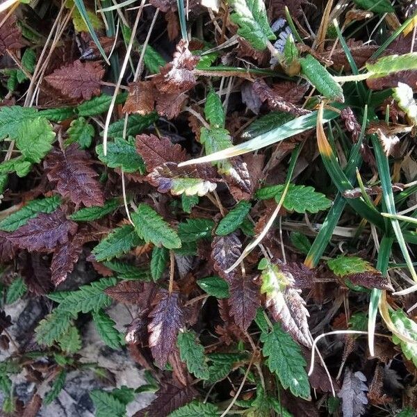 Dryas octopetala Leaf