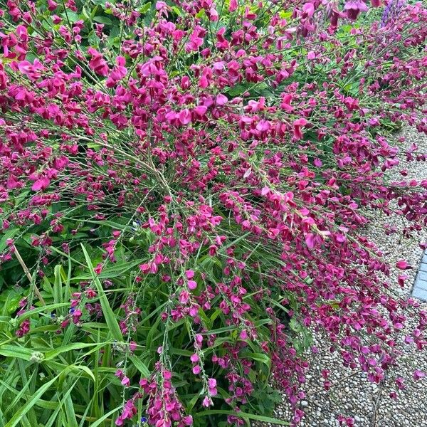 Chamaecytisus purpureus Õis