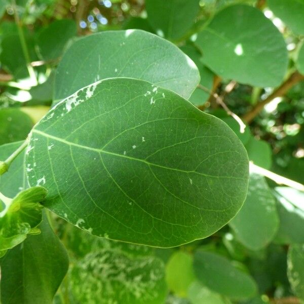 Breynia disticha Leaf