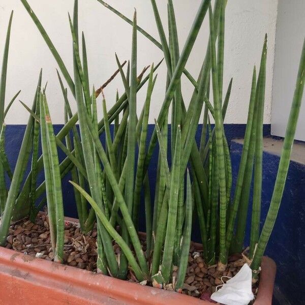 Sansevieria cylindrica Leaf