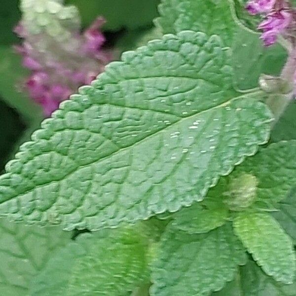 Teucrium hircanicum 葉