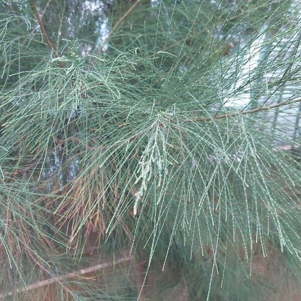 Casuarina collina Blad