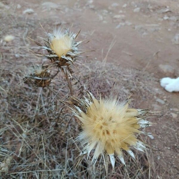 Silybum marianum Habit