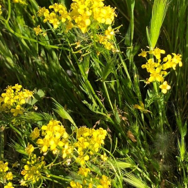 Rorippa sylvestris Flor