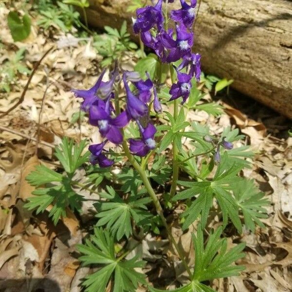 Delphinium tricorne Flower