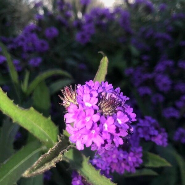 Verbena rigida Blomma