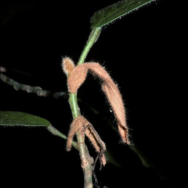 Dipterocarpus indicus Casca