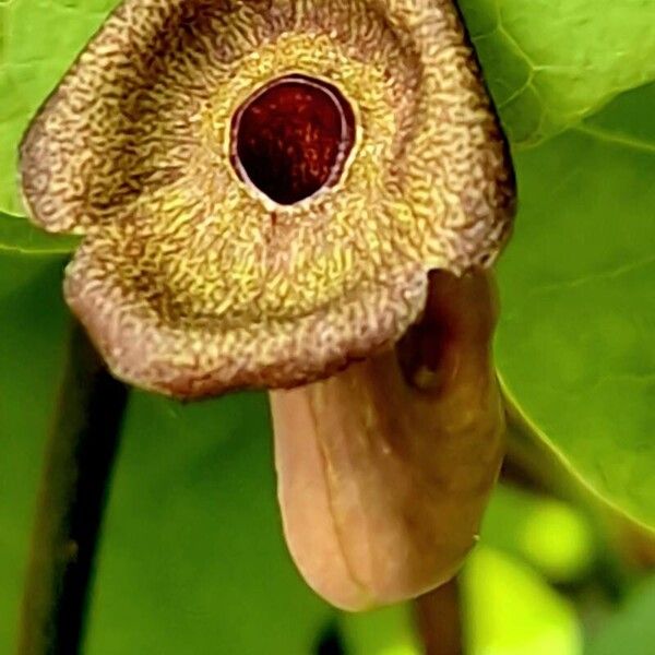 Aristolochia macrophylla Flower