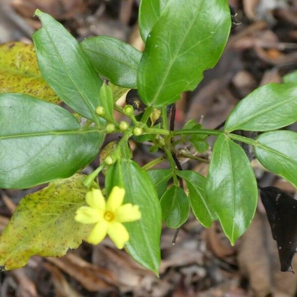 Chrysojasminum odoratissimum 叶