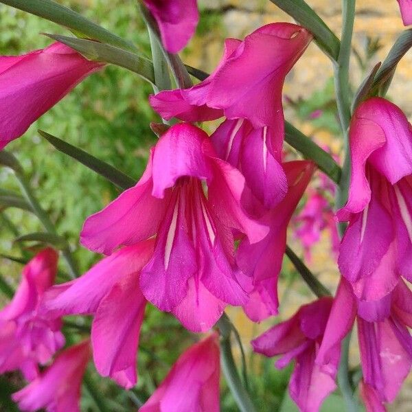 Gladiolus communis Flors