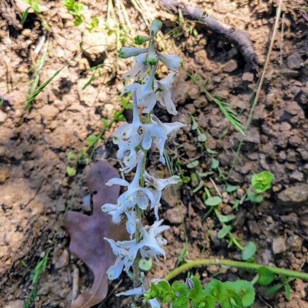 Delphinium carolinianum Flower