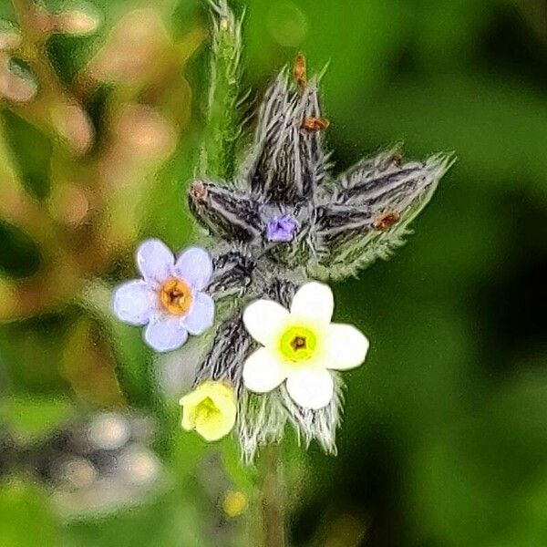 Myosotis discolor Fiore