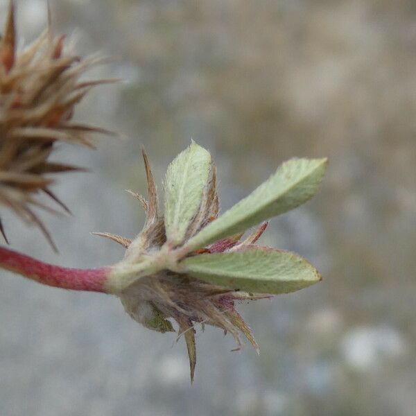 Trifolium scabrum Leaf