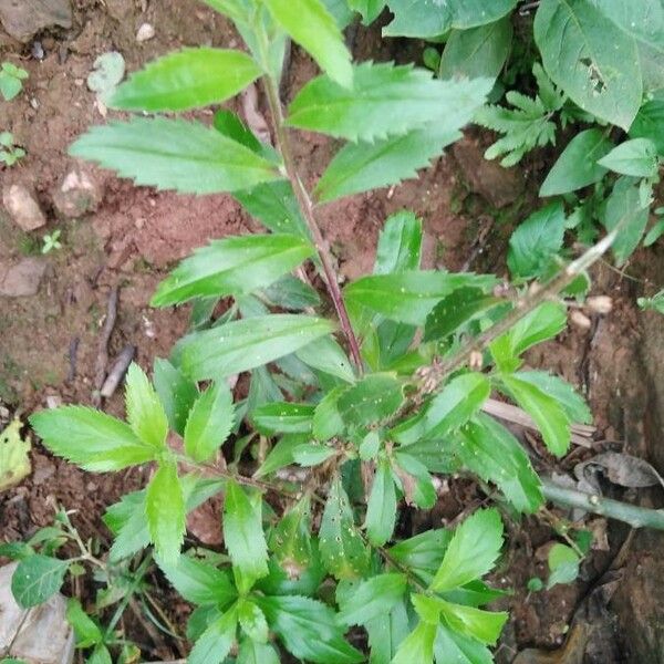 Capraria biflora Leaf