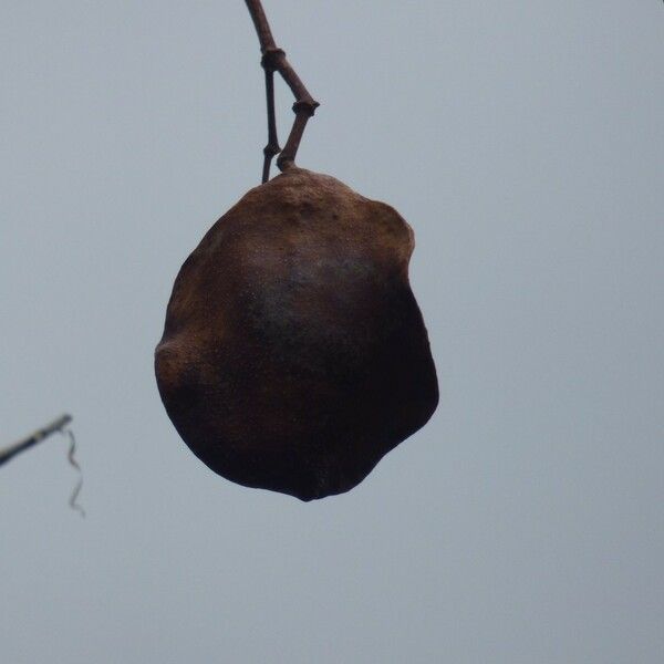 Jacaranda mimosifolia Fruit