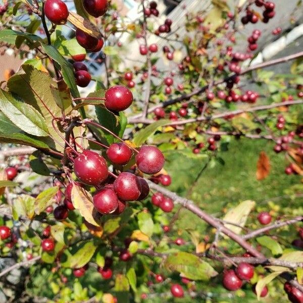 Malus hupehensis Frutto