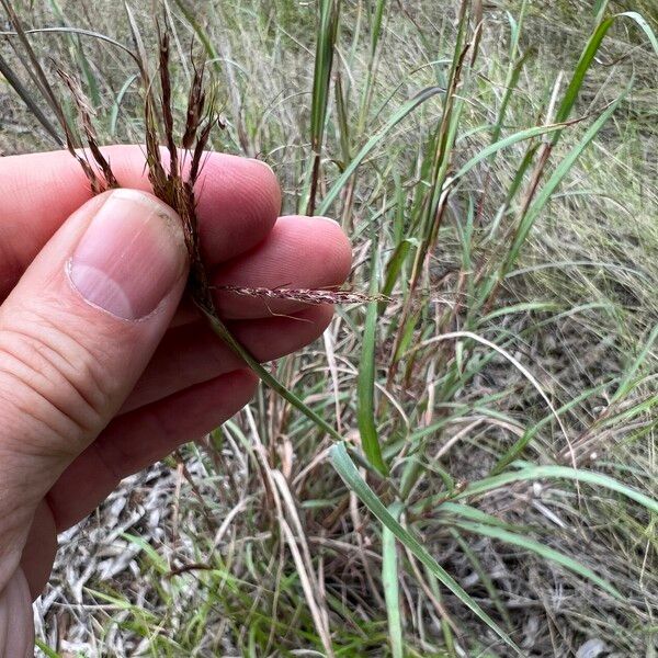 Bothriochloa bladhii Flower