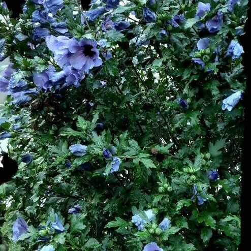 Hibiscus syriacus Hábito